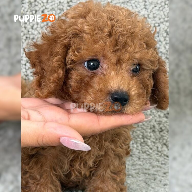 poodle-puppies-for-sale