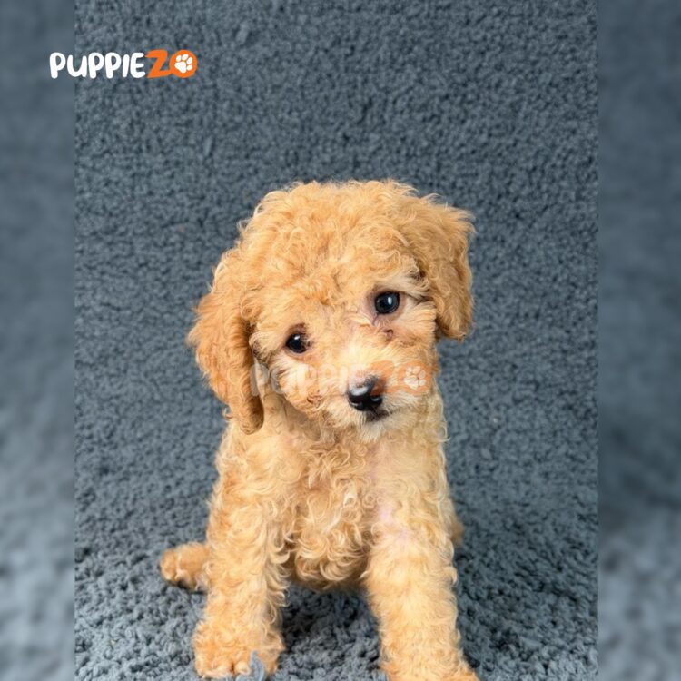 maltipoo-puppies-for-sale