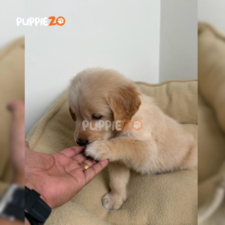 golden-retriever-puppies-for-sale