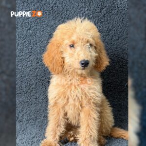 standard-golden-doodle-puppies-for-sale