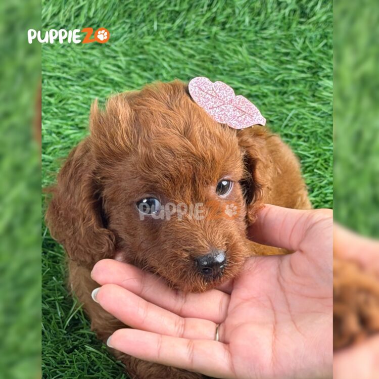 poodle-puppies-for-sale