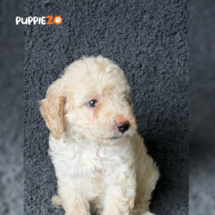 maltipoo-puppies-for-sale