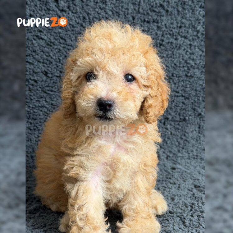 cavapoo-puppies-for-sale