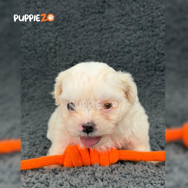 maltese-puppies-for-sale