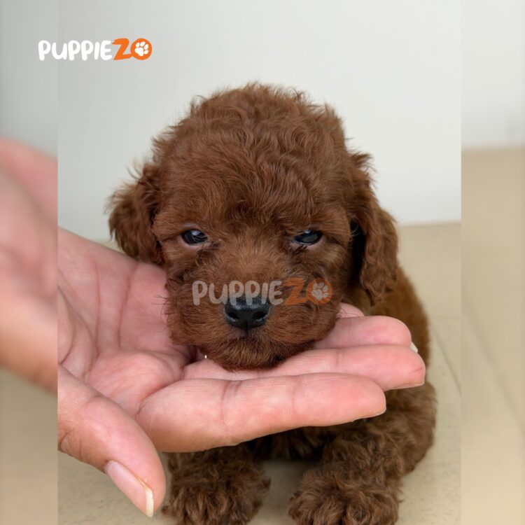 poodle-puppies-for-sale