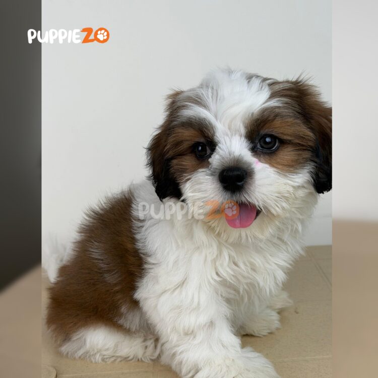 shih-tzu-puppies-for-sale
