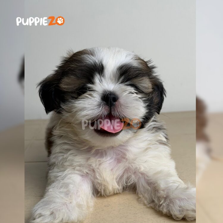 shih-tzu-puppies-for-sale