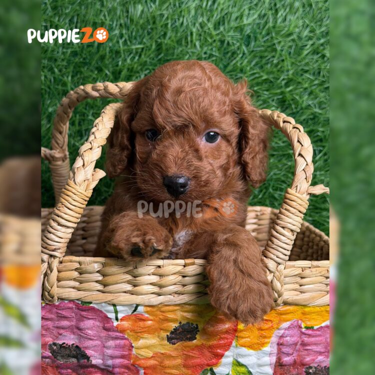 golden-doodle-puppies-for-sale