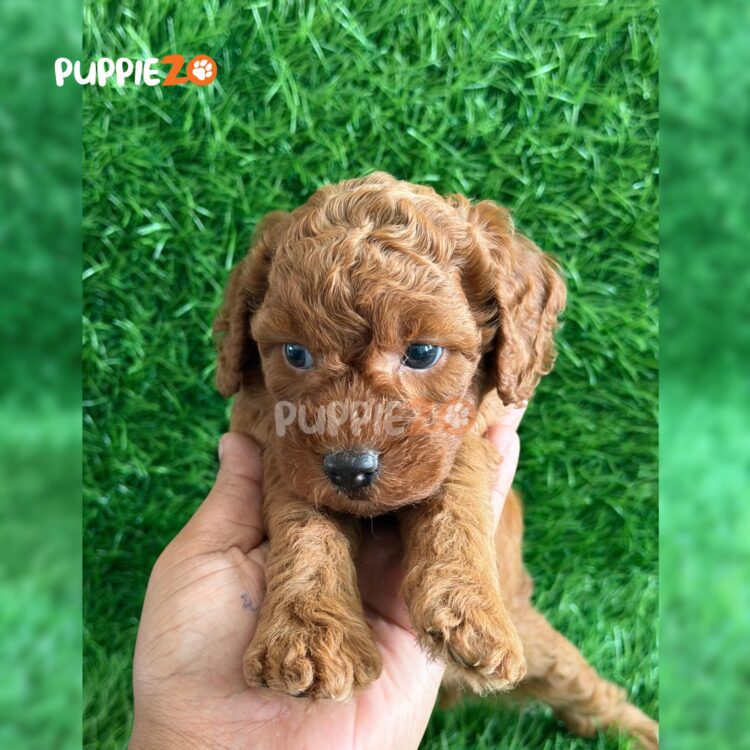 golden-doodle-puppies-for-sale