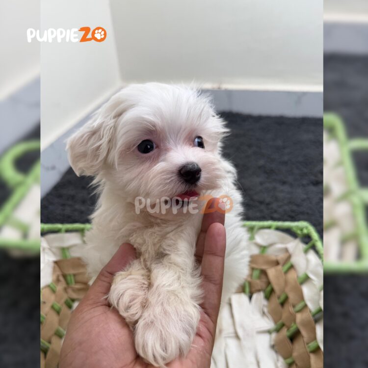 maltese-puppies-for-sale