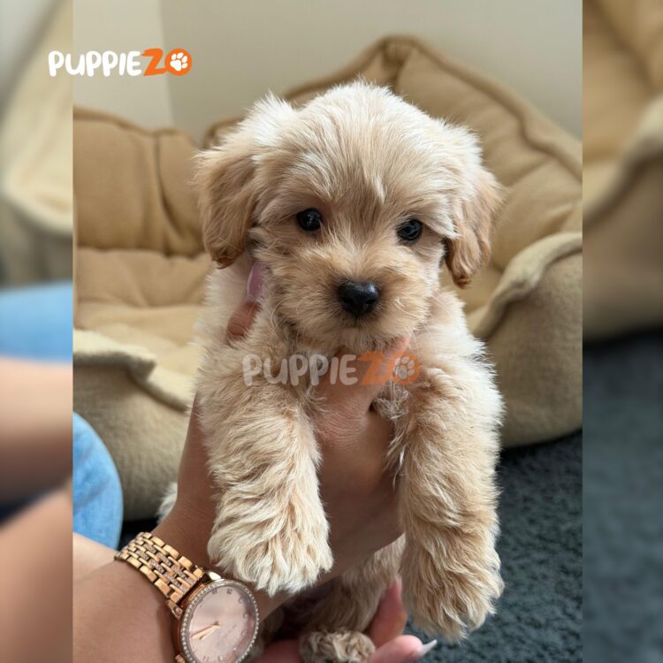 maltipoo-puppies-for-sale