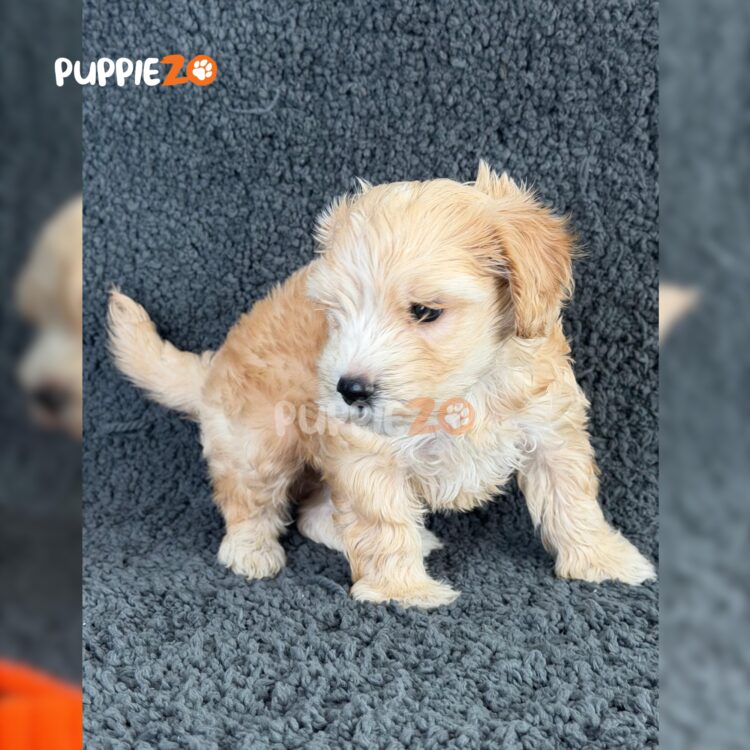 maltipoo-puppies-for-sale