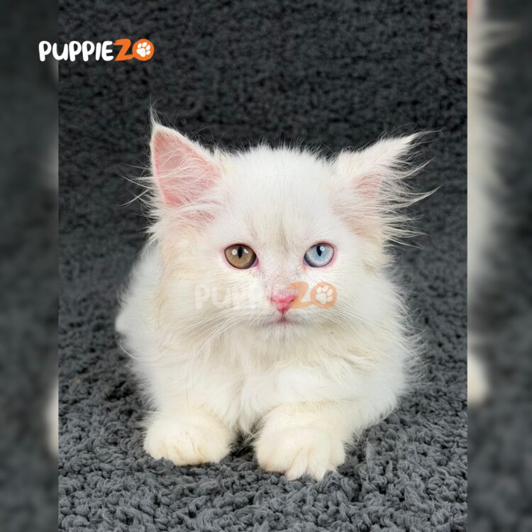 persian-cat-for-sale