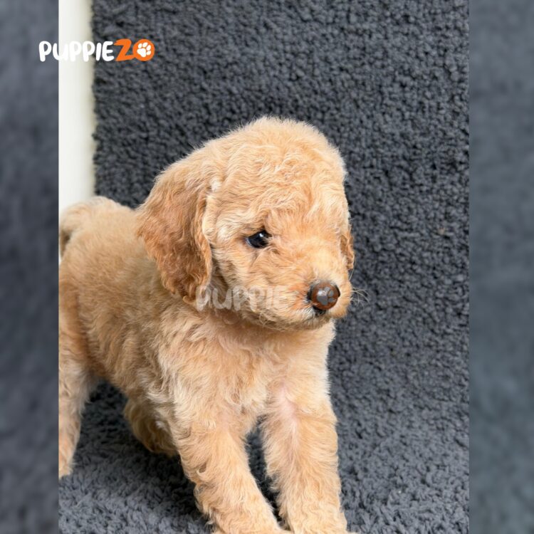 maltipoo-puppies-for-sale