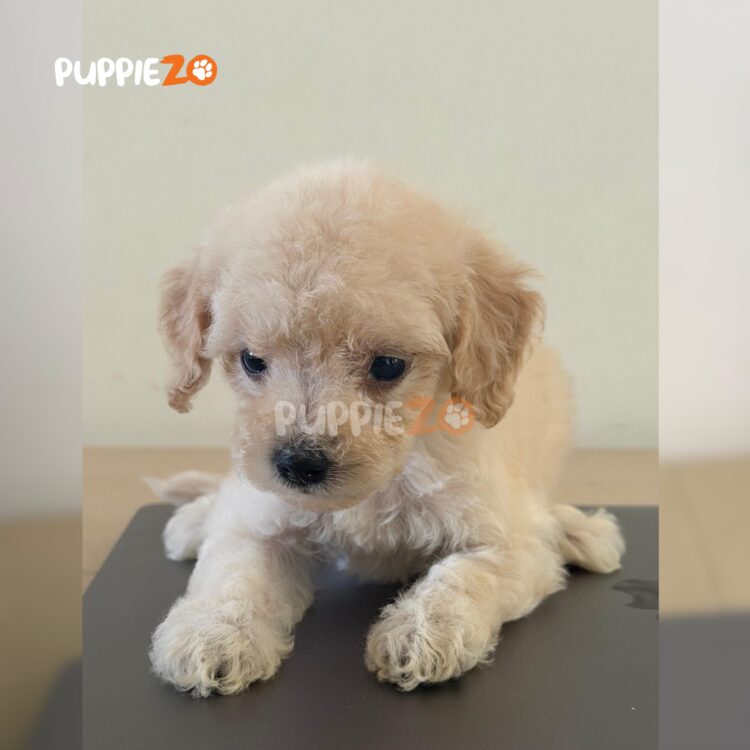 maltipoo-puppies-for-sale