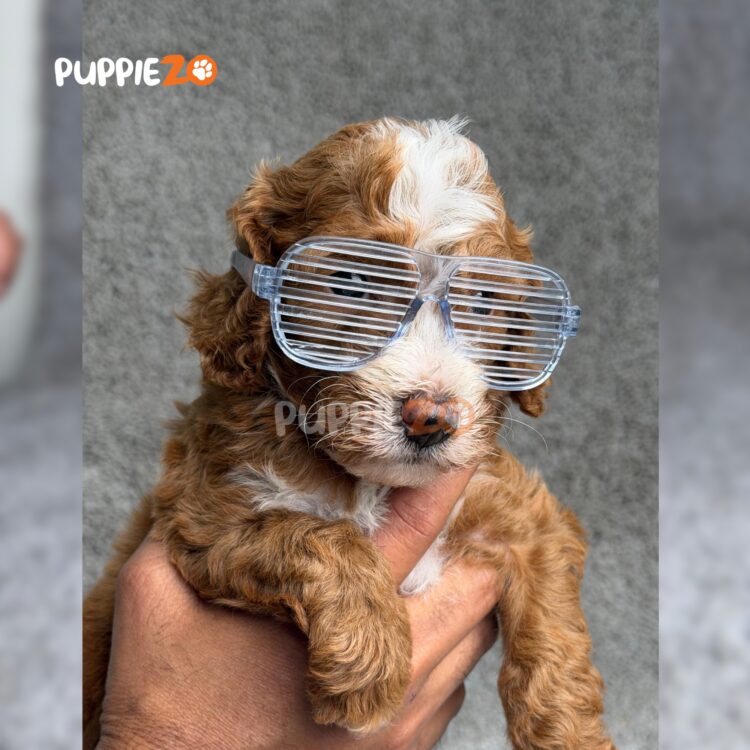 golden-doodle-puppies-for-sale