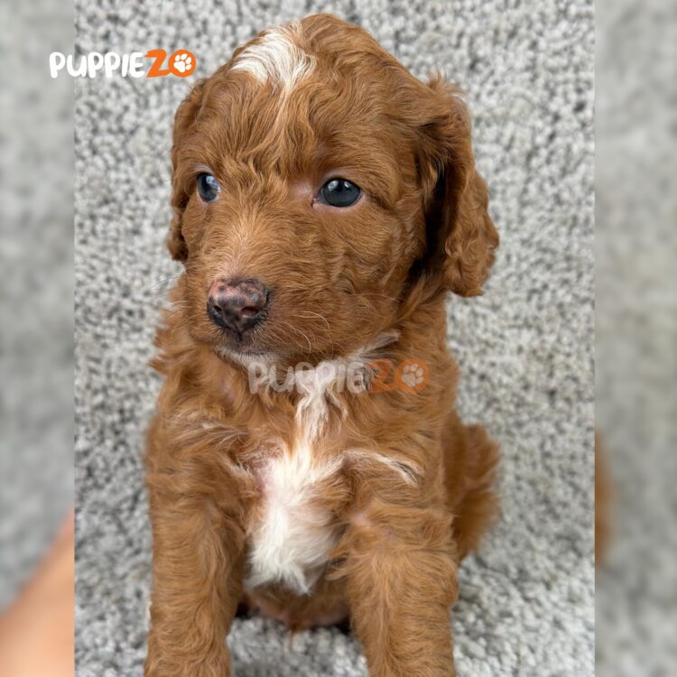 golden-doodle-puppies-for-sale
