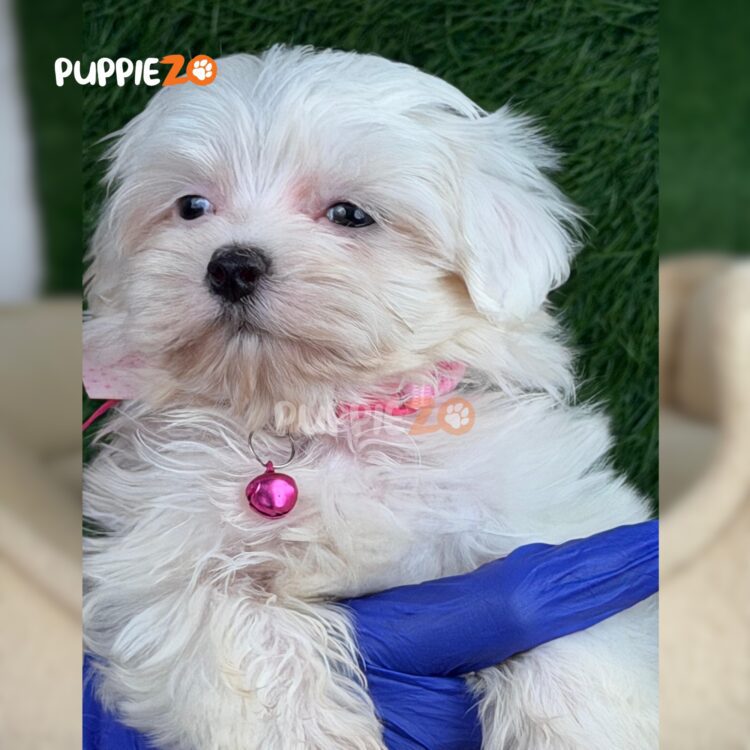 maltese-puppies-for-sale