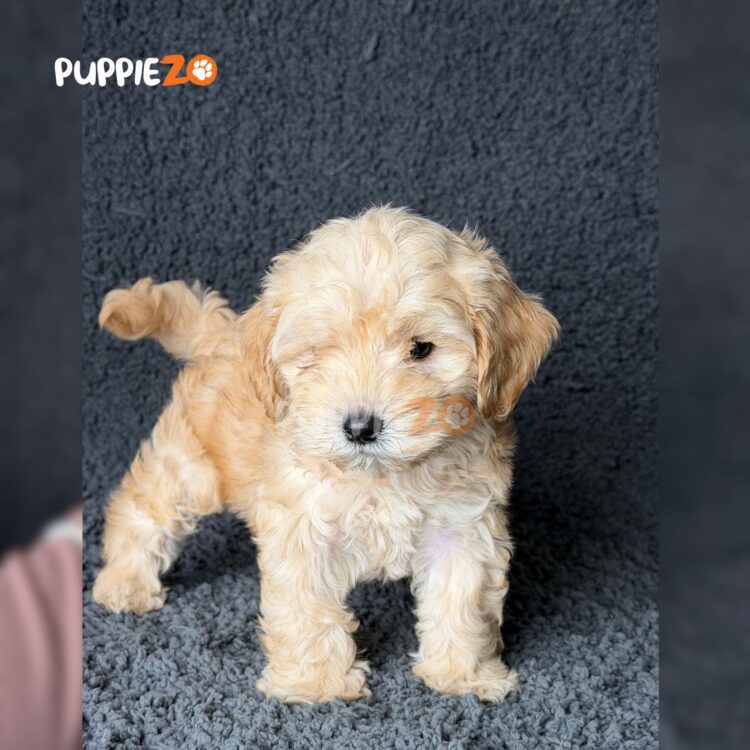 maltipoo-puppies-for-sale