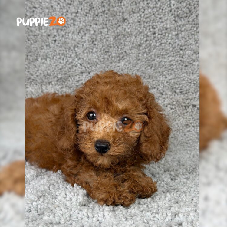 poodle-puppies-for-sale