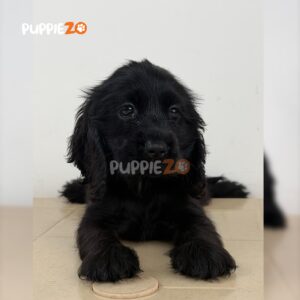 cocker-spaniel-puppies-for-sale