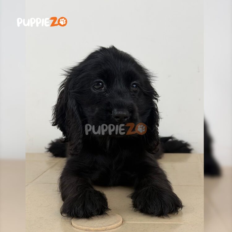 cocker-spaniel-puppies-for-sale