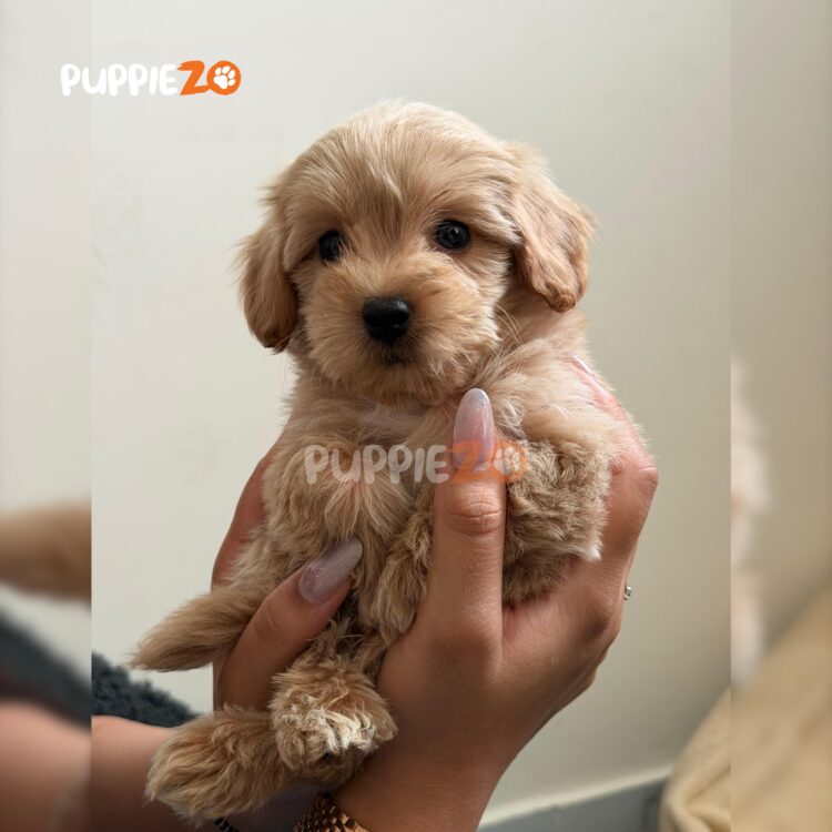 maltipoo-puppies-for-sale