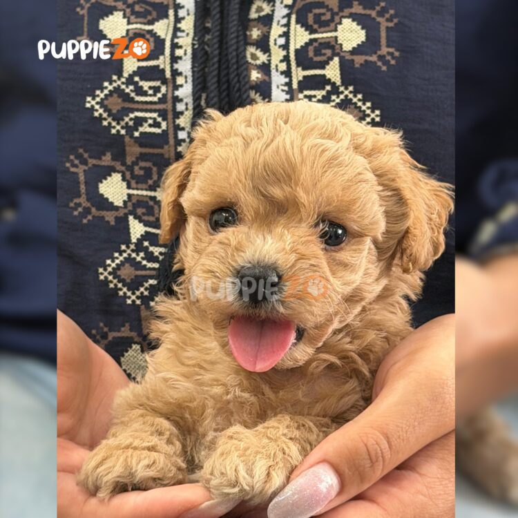 maltipoo-puppies-for-sale
