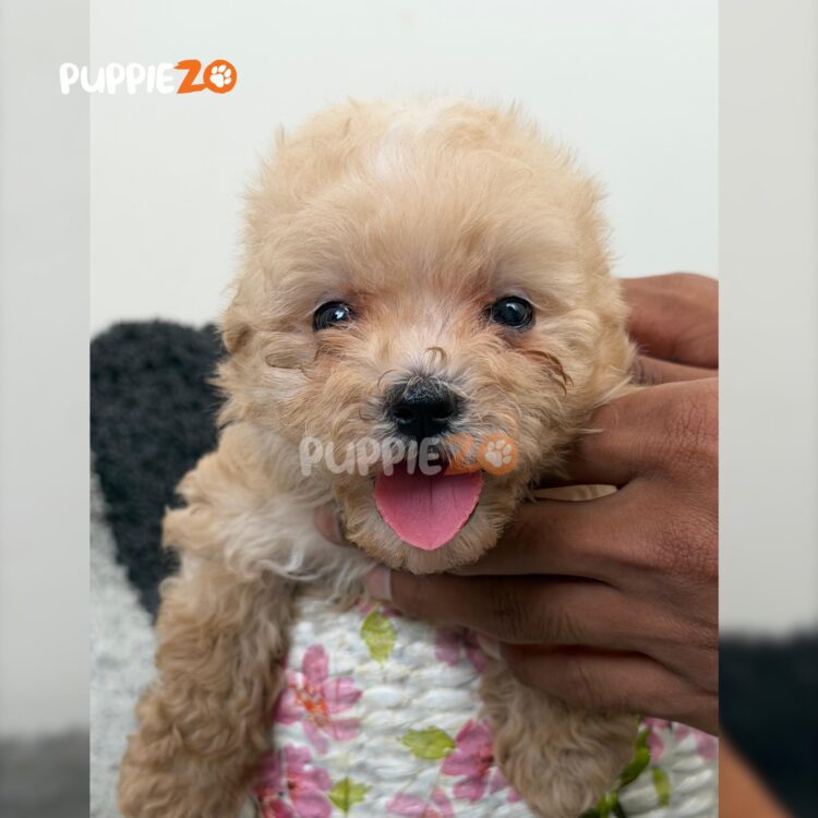 maltipoo-puppies-for-sale