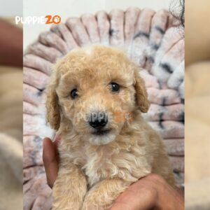 maltipoo-puppies-for-sale
