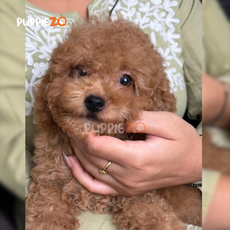 poodle-puppies-for-sale