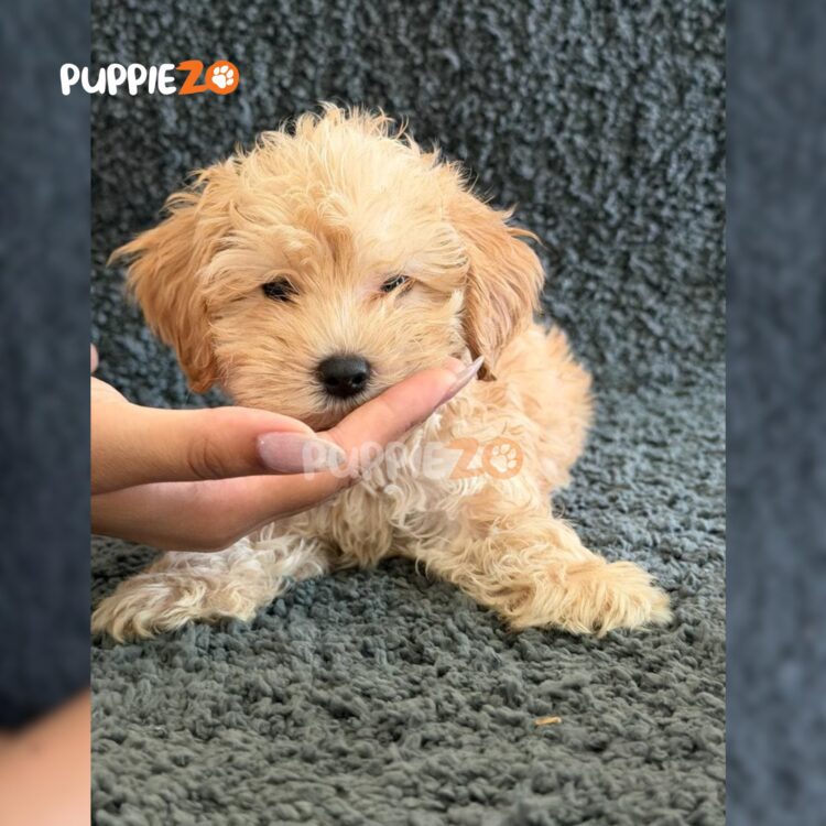 maltipoo-puppies-for-sale