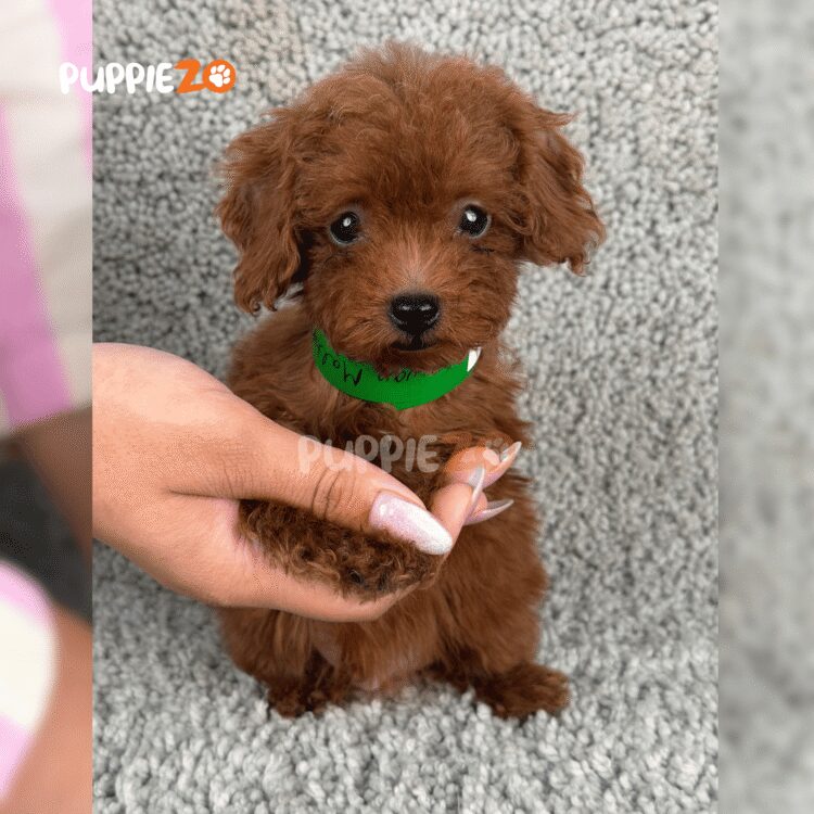 cute-maltipoo-puppy