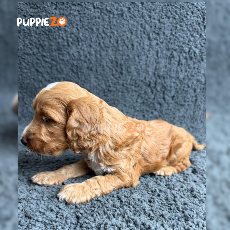 maltipoo-puppies-for-sale