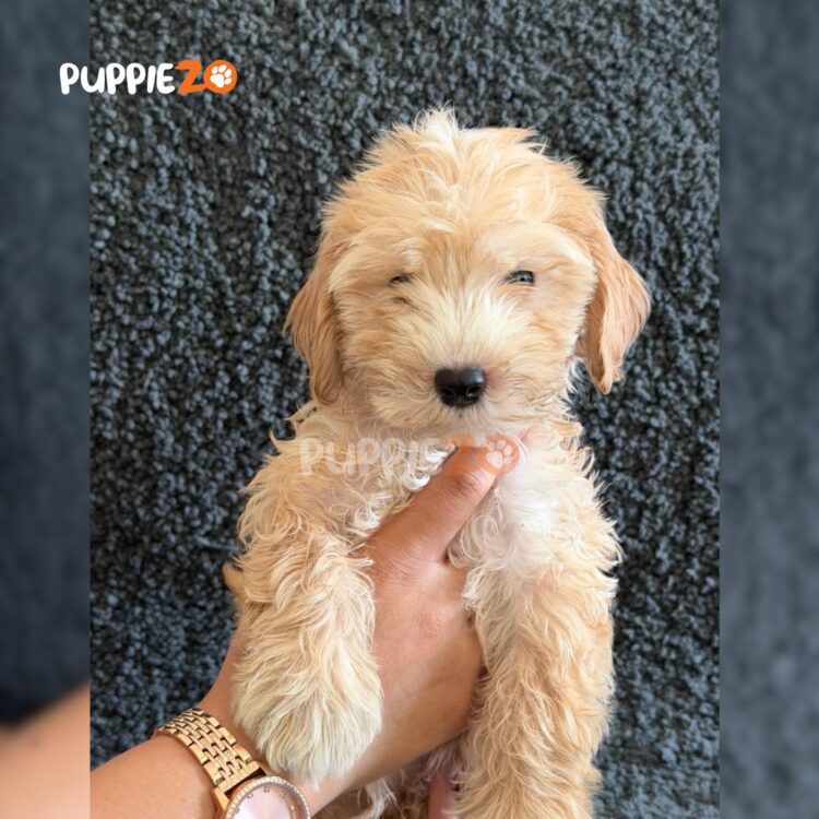 golden-doodle-puppies-for-sale