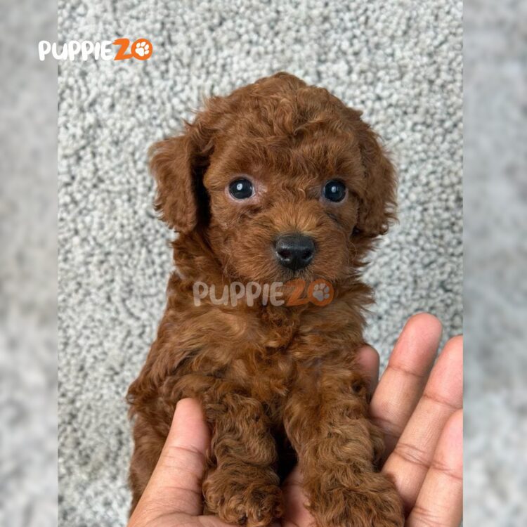poodle-puppies-for-sale