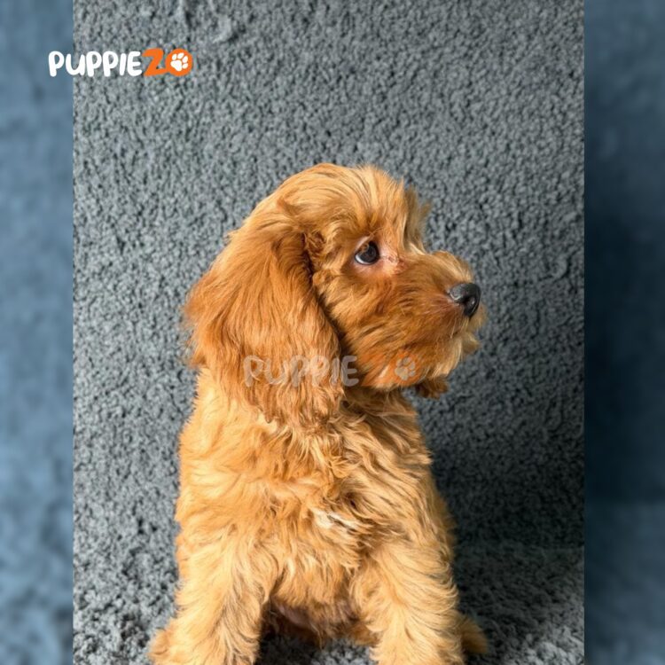 golden-doodle-puppies-for-sale