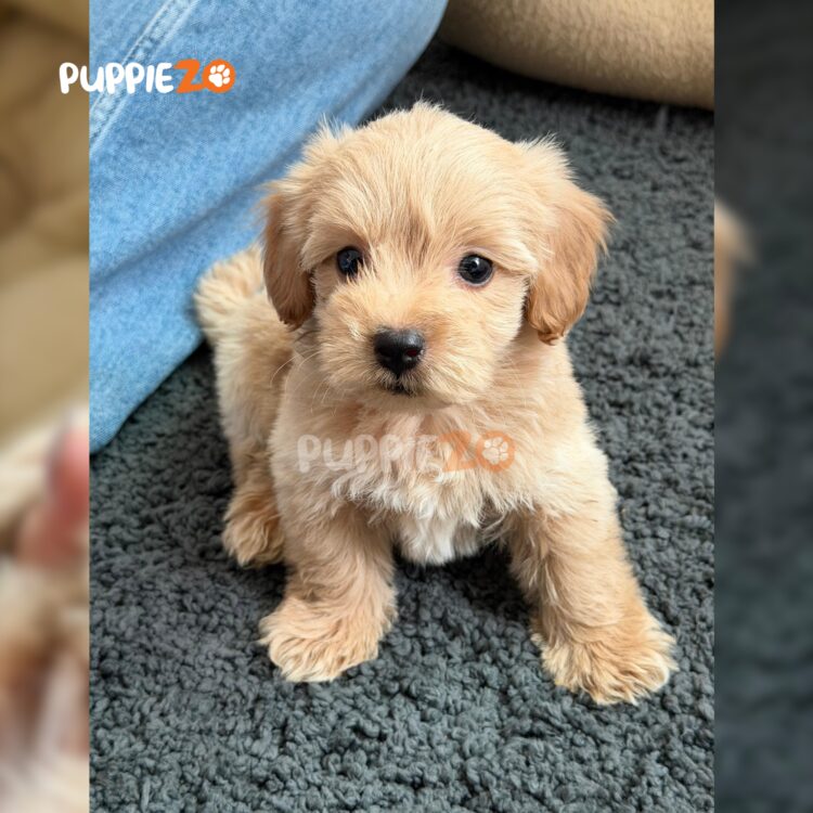 maltipoo-puppies-for-sale