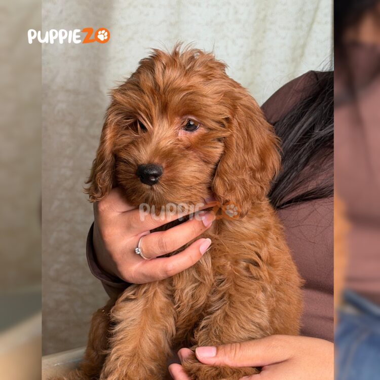 golden-doodle-puppies-for-sale