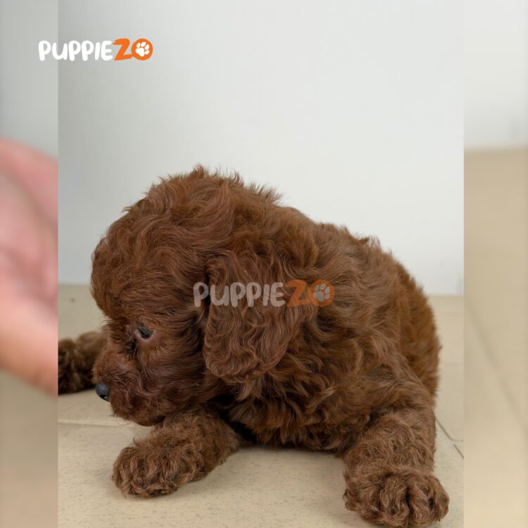 poodle-puppies-for-sale