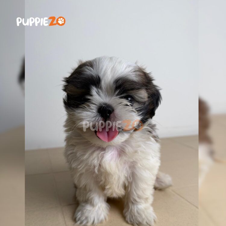 shih-tzu-puppies-for-sale