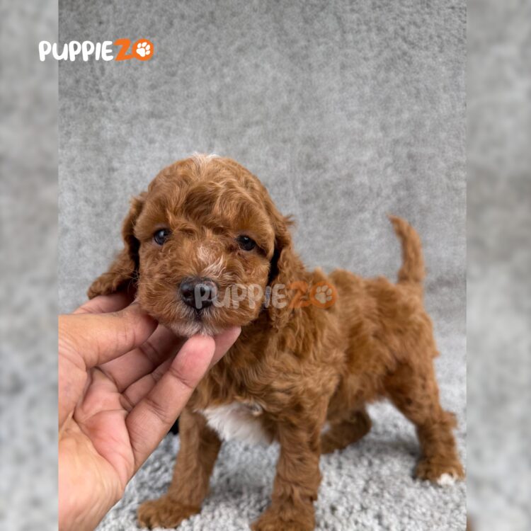 golden-doodle-puppies-for-sale