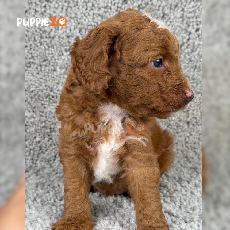 golden-doodle-puppies-for-sale
