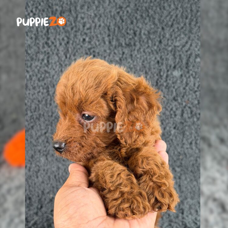 poodle-puppies-for-sale