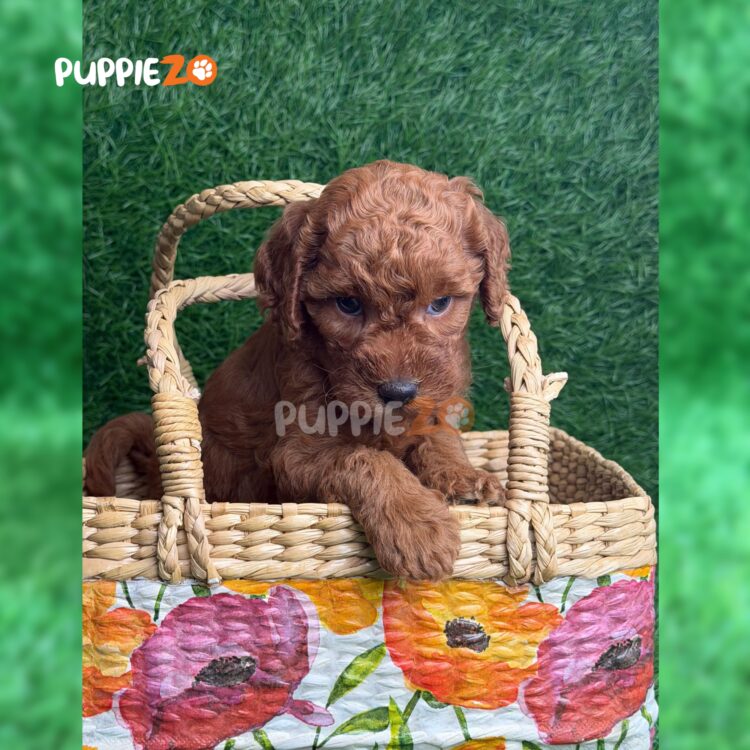 golden-doodle-puppies-for-sale