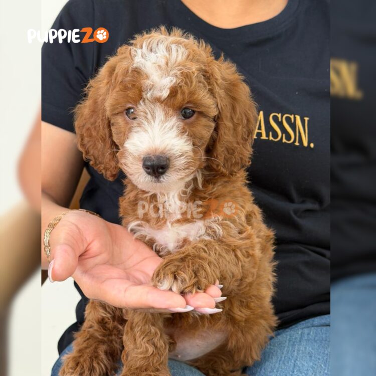 poodle-puppies-for-sale