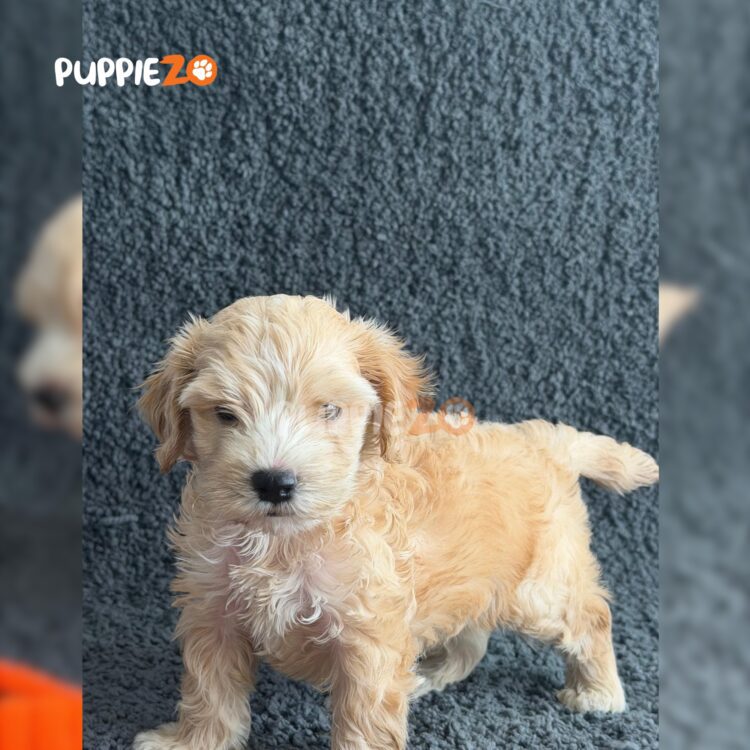 maltipoo-puppies-for-sale