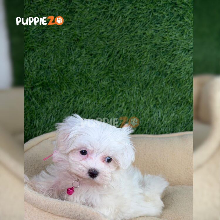 maltese-puppies-for-sale