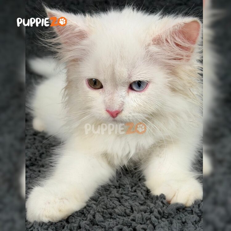 persian-cat-for-sale