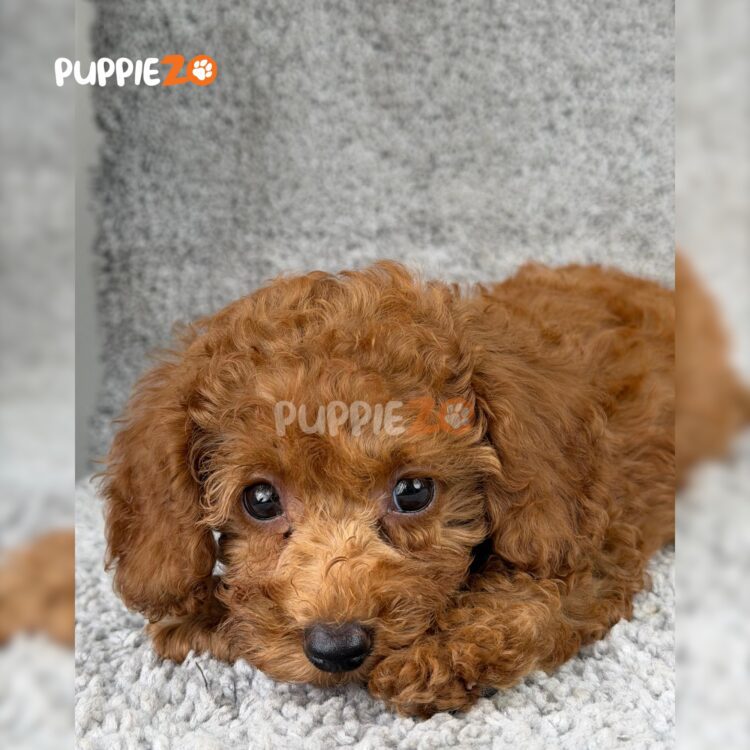 poodle-puppies-for-sale